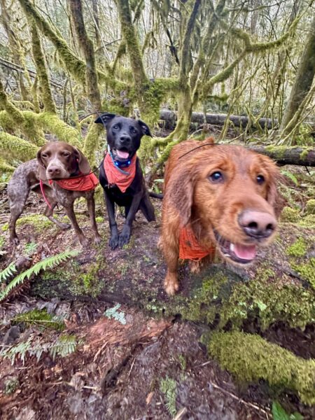 Three dogs stand atop a fallen tree and look eagerly forward for treats. Behind them is a giant tangle of mossy branches.