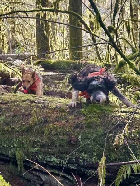 Two dogs in the deep mossy woods leap to get their front legs up to launch themselves over a massive fallen tree.