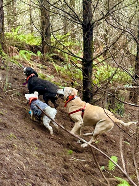Three dogs, small medium and large, run energetically up a steep hill.