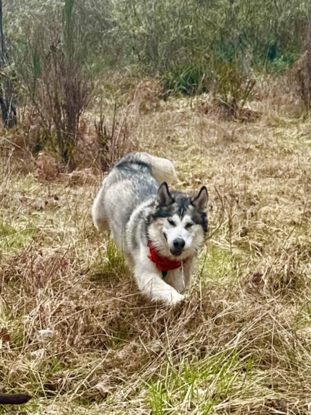 A malamute playfully runs and bounces through wild grass on a hilltop.