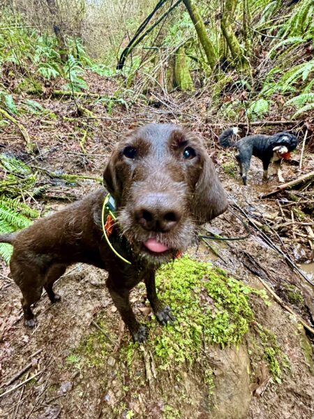 A slim tall dog stands up and sticks his tongue out as he looks into the camera. Another dog looks on amid the greenery around a muddy creek nearby.