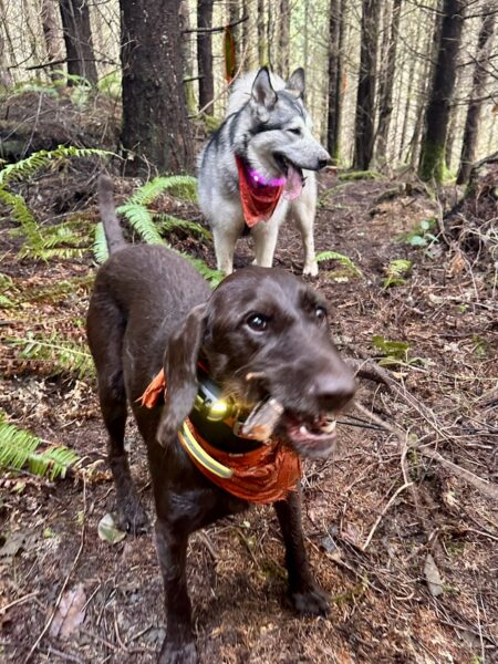 Two smiling dogs stand in the woods, one of them is especially happy with the stick he is chewing.