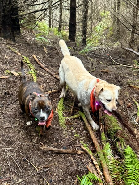 Two smiling dogs with their tongues out run together down a hill.