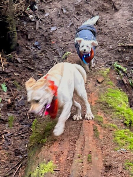 A little poodle chases a bigger yellow lab at top speed.