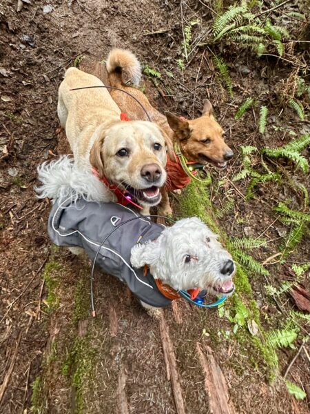 Three dogs stand close together on a fallen tree and smile for the camera.