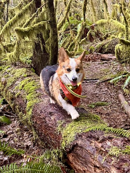 A smiling corgi runs atop a fallen tree surrounded by dense mossy forest.