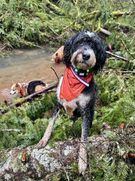 A bernedoodle wearing a bandanna stands up on a pile of freshly fallen evergreen trees at the edge of a creek.