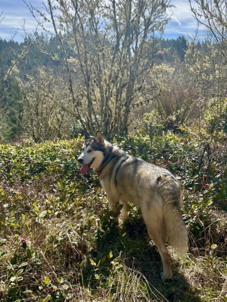 A smiling malamute overlooks the treetops from the peak of a forested mountain, with blue skies above.