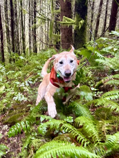 A big yellow lab with a big smile runs through the ferns in the woods.