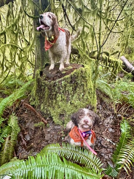 A smiling dog stands atop a mossy tree stump, surrounded by moss covered branches. Another dog stands nearby and looks forward intently.