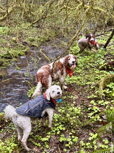 Three happy dogs stroll along the greenery covered embankment of a creek in the forest.