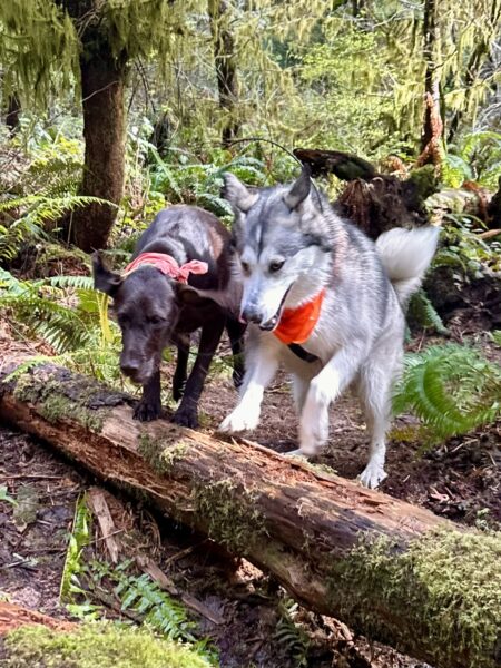 Two dogs leap excitedly side by side over a fallen tree in the forest.