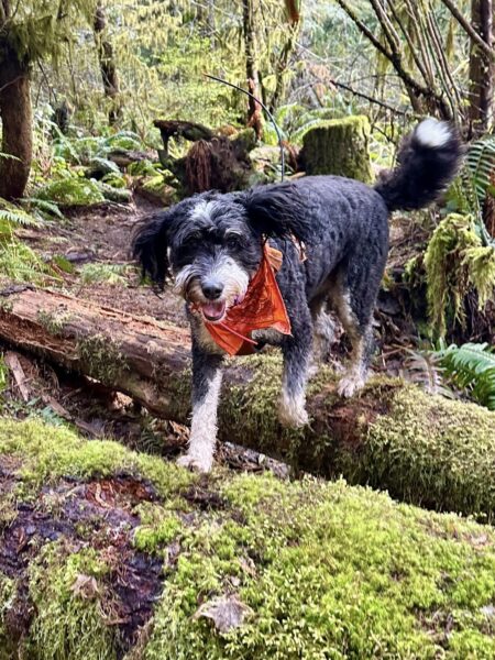 A bernedoodle smiles as she leaps across some mossy fallen trees.