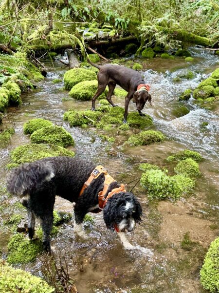 A BerneDoodle and a PudelPointer wade thoughtfully through a rushing creek among many large moss covered rocks.