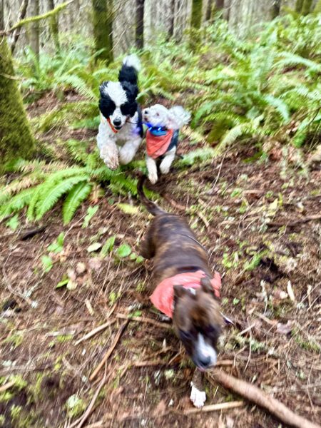 Three dogs race at top speed across a fern covered hillside.