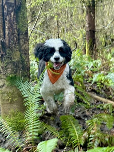 A Portuguese water dog with a big smile runs happily through the forest.