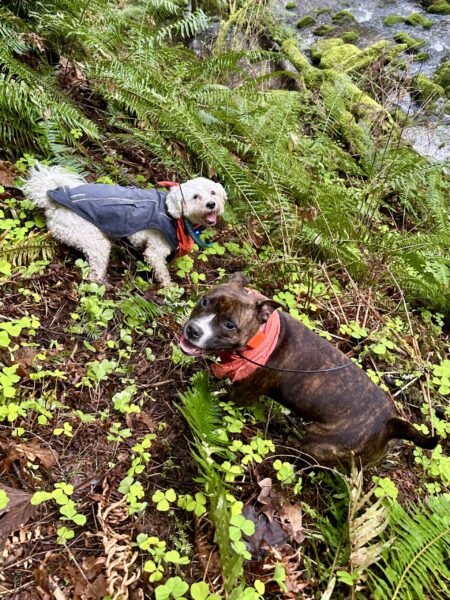 Two small dogs smile as they clamber along a very steep hill covered with wild vegetation.