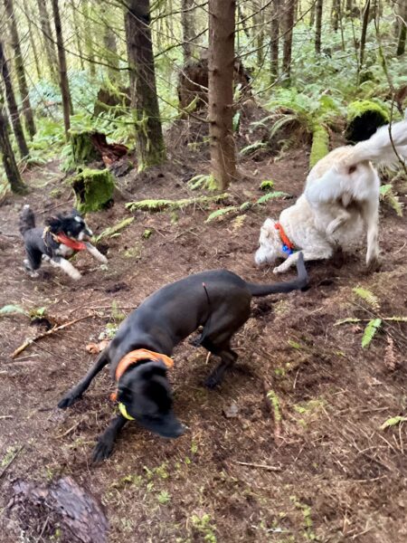 Three dogs chase each other in circles on a steep hillside, and two of them are in ridiculous poses as they twist around.
