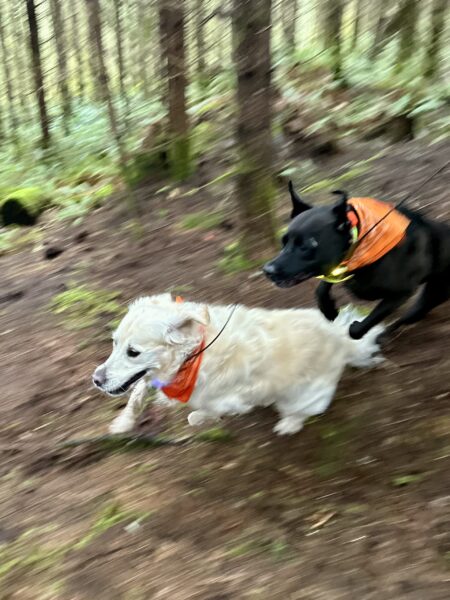 Two big dogs fly at top speed side by side down a steep slope.