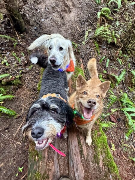 Three dogs with huge smiles stand close together atop a mossy log, on a hillside.