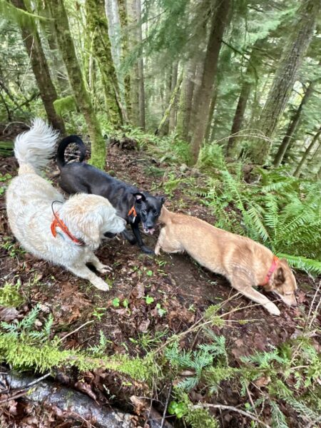 Three dogs explore together on a very steep and densely wooded mountain side.
