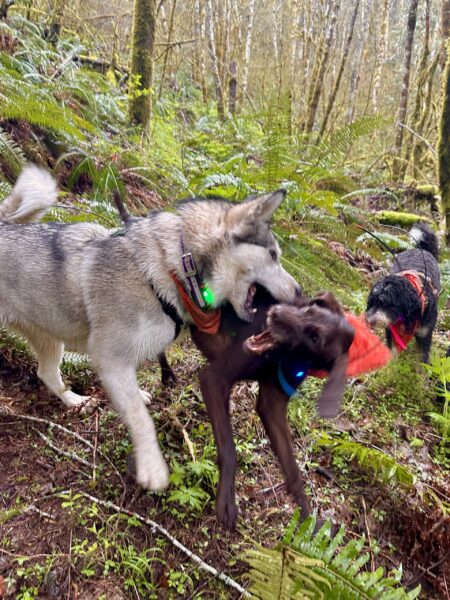Two big dogs wrestle and play-fight with their mouths while we climb along the hill.