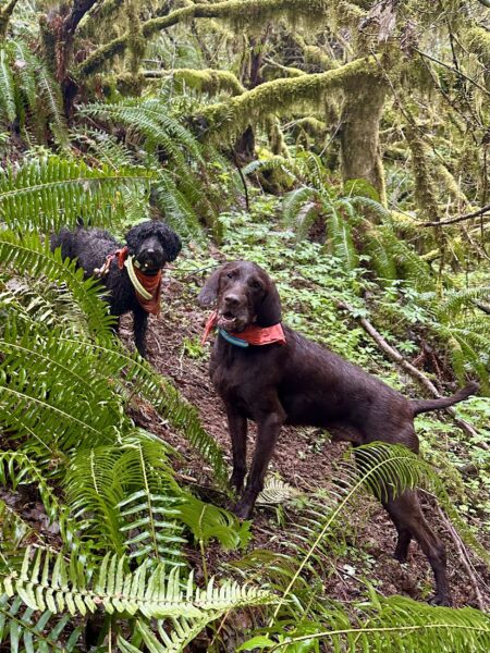 Two dogs stand on a steep hillside covered in ferns and moss laden trees.