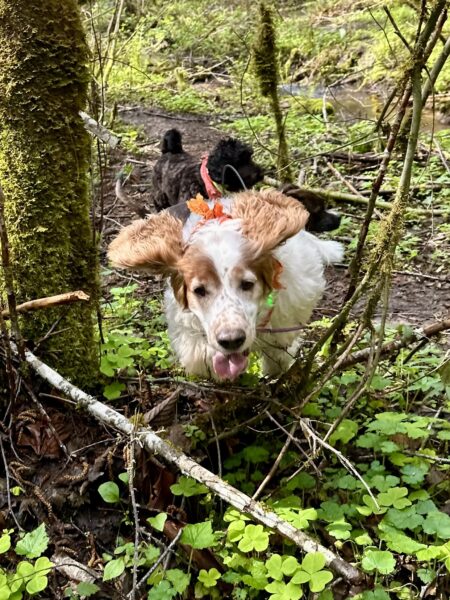 A welsh spaniel leaps over fallen branches with his tongue out and his ears flying like wings.