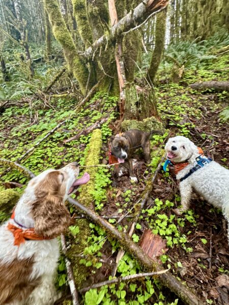 Three smiling dogs meet face to face on a steep hillside covered in wild vegetation and big mossy trees.