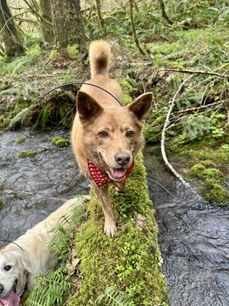 A very happy cattle dog walks along a mossy log across a creek, while another dog standing in the water looks up and smiles.