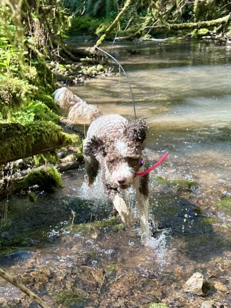 A Portuguese water dog runs splashing through a shallow creek in the sunlight.