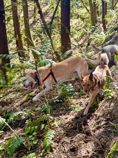 Two dogs run energetically down a steep wooded slope.
