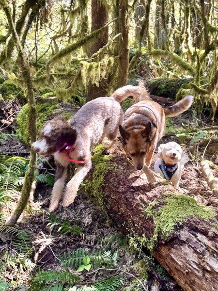 Three dogs race exuberantly through the mossy woods and leap over a fallen tree.