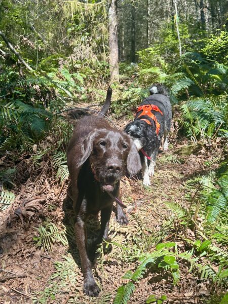 Two smiling dogs jog forward along a footpath through the forest.