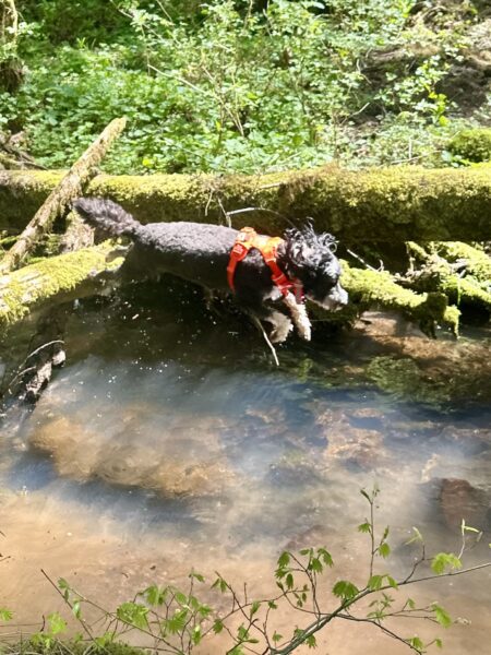 A bernedoodle leaps through the air from a mossy log high over a creek.
