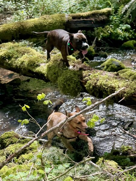 One dog runs through a creek in the woods, while another dog runs along a fallen mossy tree across the creek just overhead above the first dog.