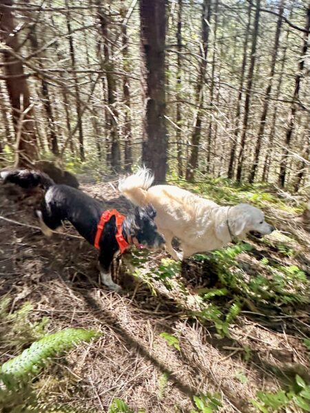 Two dogs chase at high speed down a densely wooded hill.