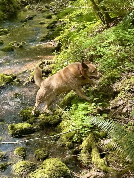 A smiling cattle dog leaps from the moss covered rocks in a creek up onto the embankment of wild vegetation.