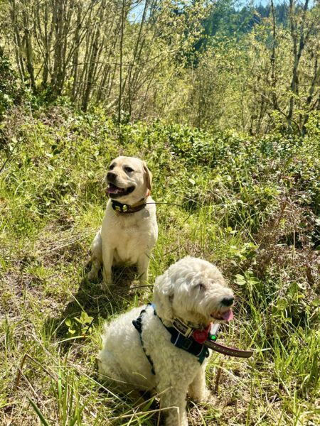 Two dogs sit with big smiles amid wild vegetation and sunshine under a clear sky.
