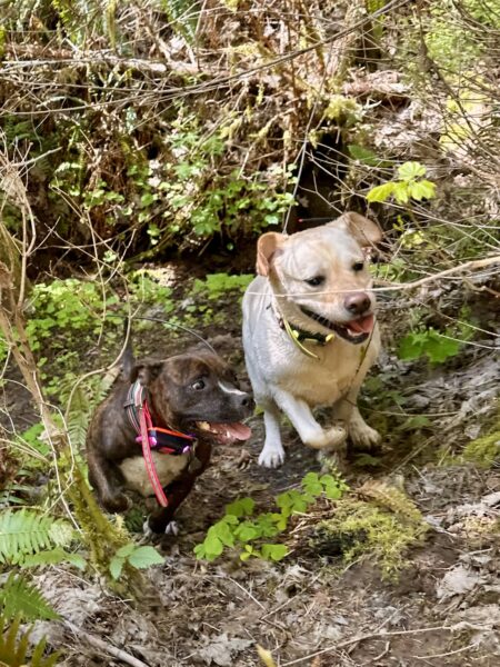 Two smiling dogs race uphill side by side in the woods.