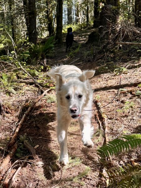 A big English cream retriever runs down a steep wooded trail, legs and ears flying.