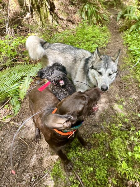 On a trail through the forest, two big dogs have a spirited discussion, while a much smaller dog with a startled expression is caught between them.