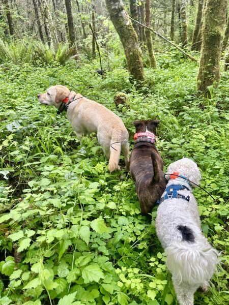 Three curious dogs explore through an area overgrown with thick wild vegetation in the forest.