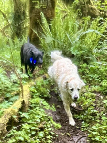 Two big dogs run and chase each other through ferns and mossy trees.