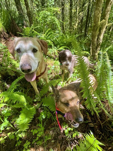 Three dogs in the forest stop to enjoy a moment of delightful sunshine after the rain.