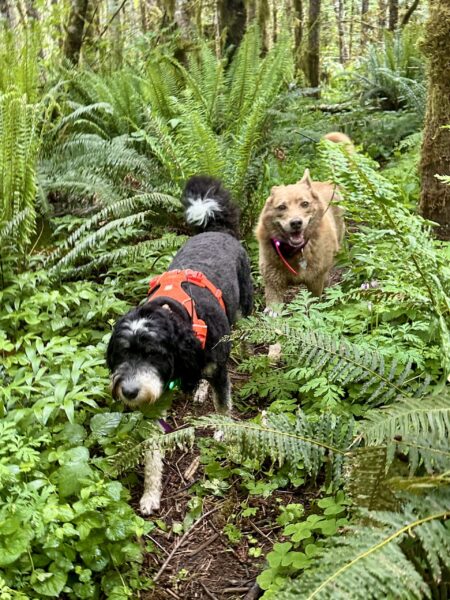 Two smiling dogs stroll along a narrow footpath through ferns, mossy trees, and other lush wild vegetation.