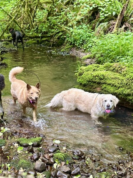 Two dogs with big smiles wade through a creek in the forest, with moss and river rocks around them.