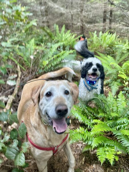A big yellow lab and a Portuguese water dog, both with huge smiles, stand amidst tall ferns in the woods.