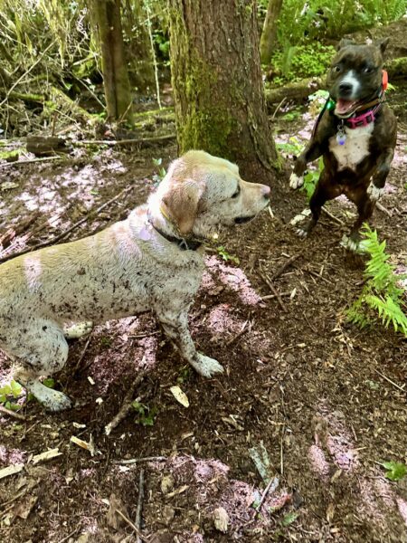 Two dogs covered in dirt from rolling around on the damp forest floor, one of them leaps up to her hind feet for a surprise attack on the other.