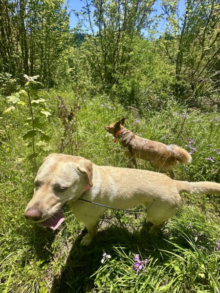 Two happy dogs stop to enjoy the sunshine and clear blue sky at the peak of a tall hill covered in trees and wild greenery.